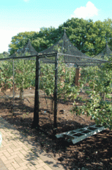 Wisley-fruit-cage-1