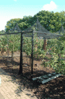 Wisley-fruit-cage-1