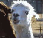 llama chewing slowly turns head